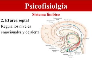 Psicofisiolgía
Sistema límbico
2. El área septal
Regula los niveles
emocionales y de alerta
 