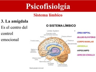Psicofisiolgía
Sistema límbico
3. La amígdala
Es el centro del
control
emocional
 