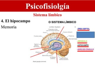 Psicofisiolgía
Sistema límbico
4. El hipocampo
Memoria
 