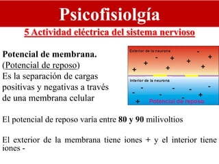 Psicofisiolgía
5 Actividad eléctrica del sistema nervioso
Potencial de membrana.
(Potencial de reposo)
Es la separación de cargas
positivas y negativas a través
de una membrana celular
El potencial de reposo varía entre 80 y 90 milivoltios
El exterior de la membrana tiene iones + y el interior tiene
iones -
 