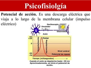 Psicofisiolgía
Potencial de acción. Es una descarga eléctrica que
viaja a lo largo de la membrana celular (impulso
eléctrico)
 