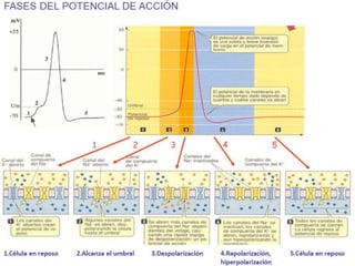 Psicofisiolgía
Actividad eléctrica del sistema nerviosos
Potencial de acción. Es una descarga eléctrica que
viaja a lo largo de la membrana celular (impulso
eléctrico)
 
