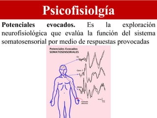 Psicofisiolgía
Potenciales evocados. Es la exploración
neurofisiológica que evalúa la función del sistema
somatosensorial por medio de respuestas provocadas
 