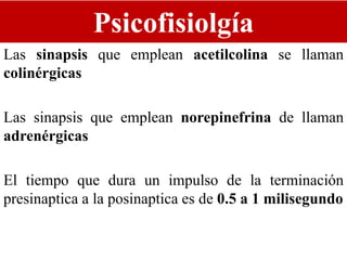 Psicofisiolgía
Las sinapsis que emplean acetilcolina se llaman
colinérgicas
Las sinapsis que emplean norepinefrina de llaman
adrenérgicas
El tiempo que dura un impulso de la terminación
presinaptica a la posinaptica es de 0.5 a 1 milisegundo
 