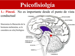 Psicofisiolgía
1.- Pineal. No es importante desde el punto de vista
conductual
Sincroniza la liberación de la
hormona melatonina, se le
considera un reloj biológico
 