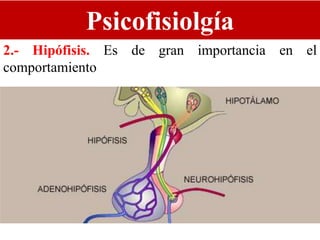 Psicofisiolgía
2.- Hipófisis. Es de gran importancia en el
comportamiento
 