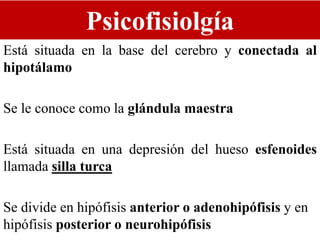 Psicofisiolgía
Está situada en la base del cerebro y conectada al
hipotálamo
Se le conoce como la glándula maestra
Está situada en una depresión del hueso esfenoides
llamada silla turca
Se divide en hipófisis anterior o adenohipófisis y en
hipófisis posterior o neurohipófisis
 