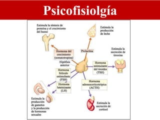 Psicofisiolgía
 
