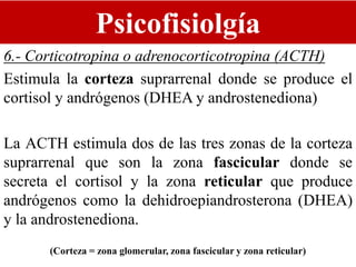 Psicofisiolgía
6.- Corticotropina o adrenocorticotropina (ACTH)
Estimula la corteza suprarrenal donde se produce el
cortisol y andrógenos (DHEA y androstenediona)
La ACTH estimula dos de las tres zonas de la corteza
suprarrenal que son la zona fascicular donde se
secreta el cortisol y la zona reticular que produce
andrógenos como la dehidroepiandrosterona (DHEA)
y la androstenediona.
(Corteza = zona glomerular, zona fascicular y zona reticular)
 