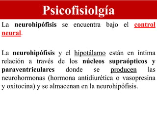 Psicofisiolgía
La neurohipófisis se encuentra bajo el control
neural.
La neurohipófisis y el hipotálamo están en íntima
relación a través de los núcleos supraópticos y
paraventriculares donde se producen las
neurohormonas (hormona antidiurética o vasopresina
y oxitocina) y se almacenan en la neurohipófisis.
 