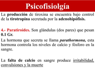 Psicofisiolgía
La producción de tiroxina se encuentra bajo control
de la tirotropína secretada por la adenohipófisis.
4.- Paratiroides. Son glándulas (dos pares) que pesan
0.1 Gr.
La hormona que secreta se llama parathormona, esta
hormona controla los niveles de calcio y fósforo en la
sangre.
La falta de calcio en sangre produce irritabilidad,
convulsiones y la muerte
 