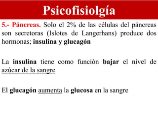Psicofisiolgía
5.- Páncreas. Solo el 2% de las células del páncreas
son secretoras (Islotes de Langerhans) produce dos
hormonas; insulina y glucagón
La insulina tiene como función bajar el nivel de
azúcar de la sangre
El glucagón aumenta la glucosa en la sangre
 