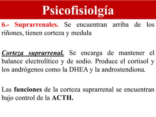 Psicofisiolgía
6.- Suprarrenales. Se encuentran arriba de los
riñones, tienen corteza y medula
Corteza suprarrenal. Se encarga de mantener el
balance electrolítico y de sodio. Produce el cortisol y
los andrógenos como la DHEA y la androstendiona.
Las funciones de la corteza suprarrenal se encuentran
bajo control de la ACTH.
 