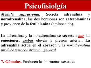 Psicofisiolgía
Médula suprarrenal. Secreta adrenalina y
noradrenalina, las dos hormonas son catecolaminas
y provienen de la fenilalanina (aminoácido).
La adrenalina y la noradrenalina se secretan por las
emociones, ambas elevan la presión arterial. La
adrenalina actúa en el corazón y la noradrenalina
produce vasoconstricción general
7.-Gónadas. Producen las hormonas sexuales
 
