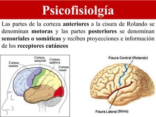 Psicofisiolgía
Las partes de la corteza anteriores a la cisura de Rolando se
denominan motoras y las partes posteriores se denominan
sensoriales o somáticas y reciben proyecciones e información
de los receptores cutáneos
 