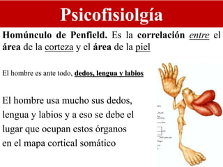 Psicofisiolgía
Homúnculo de Penfield. Es la correlación entre el
área de la corteza y el área de la piel
El hombre es ante todo, dedos, lengua y labios
El hombre usa mucho sus dedos,
lengua y labios y a eso se debe el
lugar que ocupan estos órganos
en el mapa cortical somático
 