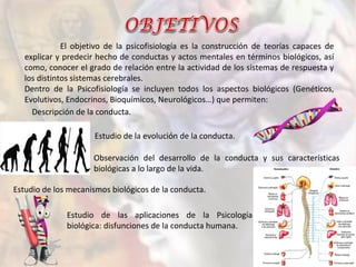 El objetivo de la psicofisiología es la construcción de teorías capaces de
explicar y predecir hecho de conductas y actos mentales en términos biológicos, así
como, conocer el grado de relación entre la actividad de los sistemas de respuesta y
los distintos sistemas cerebrales.
Dentro de la Psicofisiología se incluyen todos los aspectos biológicos (Genéticos,
Evolutivos, Endocrinos, Bioquímicos, Neurológicos…) que permiten:
Estudio de las aplicaciones de la Psicología
biológica: disfunciones de la conducta humana.
Descripción de la conducta.
Estudio de la evolución de la conducta.
Estudio de los mecanismos biológicos de la conducta.
Observación del desarrollo de la conducta y sus características
biológicas a lo largo de la vida.
 