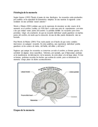 Fisiología de la memoria
Según Guyton (1992) "Desde el punto de vista fisiológico, los recuerdos están producidos
por cambios en la capacidad de transmisión sináptica de una neurona la siguiente como
resultado de una actividad neural anterior."
Morris y Maisto (2001) señalan que con la esperanza de encontrar un sitio exacto de la
memoria en el cerebro, Lashley en 1950, llevó a cabo una serie de experimentos con ratas
a las que extirpó varias partes del cerebro. La pérdida debilitó los recuerdos pero éstos
persistían. Llegó a la conclusión de que un recuerdo individual puede guardarse en muchas
partes del cerebro, de modo que la extracción de una de ellas puede disminuirlo más no
borrarlo.
Para Morris & Maisto (2001) "Una razón puede ser el hecho de que varios sentidos
intervienen en cualquier recuerdo. En otras palabras, una experiencia individual podría
guardarse en los centros de visión, del habla, del olfato y del tacto."
Sugieren que aunque los recuerdos se conservan en todo el cerebro, se forman gracias a la
actividad de algunas áreas específicas. Sabemos, por ejemplo, que el hipocampo participa
en la transferencia de información de la memoria de corto plazo a la de largo plazo. Si éste
se lesiona, podemos recordar los hechos que acaban de ocurrir, pero se deteriorará la
memoria a largo plazo de dichos acontecimientos.
Etapas de la memoria
 