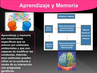 Aprendizaje y Memoria
Aprendizaje y memoria
son mecanismos
específicos que se
activan por estímulos
ambientales y que son
capaces de modificar las
conductas. Además,
esos estímulos pueden
influir en la conducta a
través de su interacción
con programas
genéticos.
 