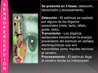 S
E
N
S
O
P
E
R
C
E
P
C
I
Ó
N
Se presenta en 3 fases: detección,
transmisión y procesamiento.
Detección - El estímulo es captado
por alguno de los órganos
sensoriales (vista, tacto, olfato,
gusto, oido).
Transmisión - Los órganos
sensoriales transforman la energía
proveniente del estímulo en señales
electroquímicas que son
transmitidas como impulso nervioso
al cerebro.
Procesamiento - El estímulo llega
al cerebro donde es interpretado.
 