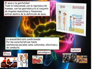 El sexo y la genitalidad
Todo lo relacionado con la reproducción
humana, con los genitales y/o el conjunto
de órganos masculinos y femeninos
entran dentro de la definición de sexo.
La sexualidad esta condicionada
Por las características tanto
anatomicas,sociales como culturales, afectivas y
de conducta.
Ética
psicológica
cultural
 