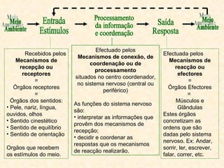 Meio Ambiente Meio Ambiente Entrada Estímulos Processamento  da informação  e coordenação Saída Resposta Recebidos pelos Mecanismos de recepção ou receptores = Órgãos receptores = Órgãos dos sentidos: Pele, nariz, língua, ouvidos, olhos Sentido cinestético Sentido de equilíbrio Sentido de orientação Orgãos que recebem os estímulos do meio. Efectuado pelos Mecanismos de conexão, de coordenação ou de processamento situados no centro coordenador, no sistema nervoso (central ou periférico) As funções do sistema nervoso são:  interpretar as informações que provêm dos mecanismos de recepção; decidir e coordenar as respostas que os mecanismos de reacção realizarão. Efectuada pelos Mecanismos de reacção ou efectores = Órgãos Efectores =  Músculos e Glândulas Estes órgãos concretizam as ordens que são dadas pelo sistema nervoso. Ex: Andar, sorrir, ler, escrever, falar, correr, etc. 