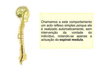 Chamamos a este comportamento um acto reflexo simples porque ele é realizado automaticamente, sem intervenção da vontade do indivíduo, notando-se apenas a actuação da  espinal medula . 