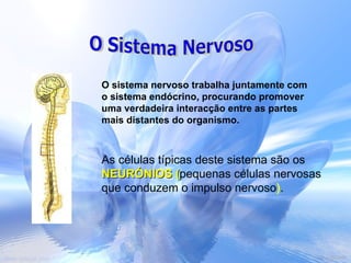 O sistema nervoso trabalha juntamente com o sistema endócrino, procurando promover uma verdadeira interacção entre as partes mais distantes do organismo.  As células típicas deste sistema são os  NEURÓNIOS ( pequenas células nervosas que conduzem o impulso nervoso ) . O Sistema Nervoso 