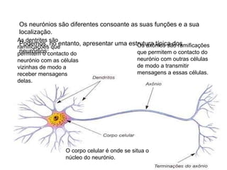 Os neurónios são diferentes consoante as suas funções e a sua localização. Podemos, no entanto, apresentar uma estrutura típica dos neurónios: O corpo celular é onde se situa o núcleo do neurónio. As dentrites são ramificações que permitem o contacto do neurónio com as células vizinhas de modo a receber mensagens delas. Os axónios são ramificações que permitem o contacto do neurónio com outras células de modo a transmitir mensagens a essas células. 