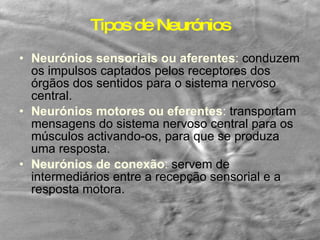 Tipos de Neurónios Neurónios sensoriais ou aferentes :  conduzem os impulsos captados pelos receptores dos órgãos dos sentidos para o sistema nervoso central. Neurónios motores ou eferentes :  transportam mensagens do sistema nervoso central para os músculos activando-os, para que se produza uma resposta. Neurónios de conexão :  servem de intermediários entre a recepção sensorial e a resposta motora. 