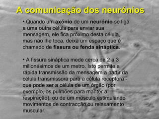 A comunicação dos neurónios Quando um  axónio  de um  neurónio  se liga a uma outra célula para enviar sua mensagem, ele fica próximo desta célula, mas não lhe toca, deixa um espaço que é chamado de  fissura ou fenda sináptica . A fissura sináptica mede cerca de 2 a 3 milionésimos de um metro. Isto permite a rápida transmissão da mensagem a partir da célula transmissora para a célula receptora - que pode ser a célula de um órgão (por exemplo, os pulmões para manter a respiração), ou de um músculo estimulando movimentos de contracção ou relaxamento muscular. 