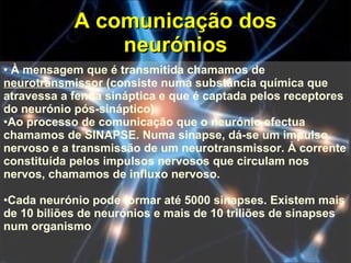 A comunicação dos neurónios À mensagem que é transmitida chamamos de  neurotransmissor  (consiste numa substância química que atravessa a fenda sináptica e que é captada pelos receptores do neurónio pós-sináptico) Ao processo de comunicação que o neurónio efectua chamamos de SINAPSE. Numa sinapse, dá-se um impulso nervoso e a transmissão de um neurotransmissor. À corrente constituída pelos impulsos nervosos que circulam nos nervos, chamamos de influxo nervoso. Cada neurónio pode formar até 5000 sinapses. Existem mais de 10 biliões de neurónios e mais de 10 triliões de sinapses num organismo 