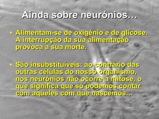 Ainda sobre neurónios… Alimentam-se de oxigénio e de glicose. A interrupção da sua alimentação provoca a sua morte. São insubstituíveis: ao contrário das outras células do nosso organismo, nos neurónios não ocorre a mitose, o que significa que só podemos contar com aqueles com que nascemos… 