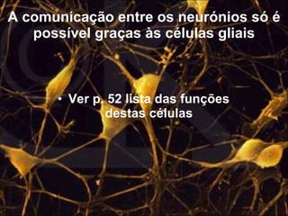 A comunicação entre os neurónios só é possível graças às células gliais Ver p. 52 lista das funções destas células 