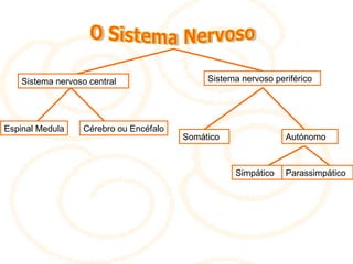 O Sistema Nervoso Sistema nervoso central Sistema nervoso periférico Espinal Medula Cérebro ou Encéfalo Somático Autónomo Simpático Parassimpático 