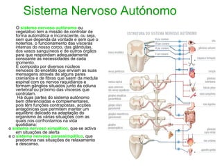 Sistema Nervoso Autónomo O  sistema nervoso autónomo  ou vegetativo tem a missão de controlar de forma automática e inconsciente, ou seja, sem que dependa da vontade e sem que o notemos, o funcionamento das vísceras internas do nosso corpo, das glândulas, dos vasos sanguíneos e de outros órgãos para que respondam adequadamente consoante as necessidades de cada momento.  É composto por diversos núcleos nervosos do encéfalo que enviam as suas mensagens através de alguns pares cranianos e de fibras que saem da medula espinal com os nervos raquidianos e formam gânglios situados junto da coluna vertebral ou próximo das vísceras que controlam.  Há duas partes do sistema autónomo bem diferenciadas e complementares, pois têm funções contrapostas, acções antagónicas que permitem manter um equilíbrio delicado na adaptação do organismo às várias situações com as quais nos confrontamos na vida quotidiana: o  sistema nervoso simpático , que se activa em situações de alerta e o  sistema nervoso parassimpático , que predomina nas situações de relaxamento e descanso. 