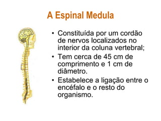 A Espinal Medula Constituída por um cordão de nervos localizados no interior da coluna vertebral; Tem cerca de 45 cm de comprimento e 1 cm de diâmetro. Estabelece a ligação entre o encéfalo e o resto do organismo. 