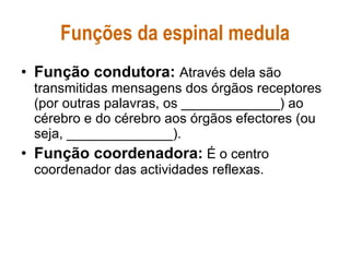 Funções da espinal medula Função condutora:   Através dela são transmitidas mensagens dos órgãos receptores (por outras palavras, os _____________) ao cérebro e do cérebro aos órgãos efectores (ou seja, ______________). Função coordenadora:  É o centro coordenador das actividades reflexas.  