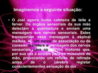 Imaginemos a seguinte situação: O Joel agarra numa cafeteira de leite a ferver. Os órgãos sensoriais da sua mão detectam a queimadura e enviam uma mensagem aos nervos sensoriais. Estes transportam essa mensagem à espinal medula. Aí,  um nervo  de associação ou de conexão  transfere a  mensagem dos nervos sensoriais  para os  nervos motores que, por sua vez a enviam para os músculos da mão, provocando um reflexo de retirada antes de o cérebro registar conscientementea sensação de dor. 