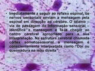 Imediatamente a seguir ao reflexo espinal, os nervos sensoriais enviam a mensagem pela espinal em direcção ao cérebro. O tálamo – via de passagem da informação sensorial – identifica a mensagem e fá-la chegar ao centro cerebral apropriado para a sua interpretação. Na estrutura cerebral chamada córtex somatosensorial a mensagem é conscientemente interpretada como “Dor ou queimadura na mão direita”. 