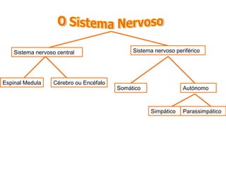 O Sistema Nervoso Sistema nervoso central Sistema nervoso periférico Espinal Medula Cérebro ou Encéfalo Somático Autónomo Simpático Parassimpático 