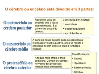 O cérebro ou encéfalo está dividido em 3 partes: O metencéfalo ou cérebro posterior O mesencéfalo ou  cérebro médio O protencéfalo ou cérebro anterior Região na base do encéfalo que o liga à espinal medula. É a parte mais antiga do cérebro. Constituída por 3 partes: o cerebelo o bolbo raquidiano a protuberância A parte do nosso cérebro onde se coordena a informação visual e auditiva, onde se regista a sensação de dor, onde se situa a formação reticular A região mais ampla e mais complexa. Contém os centros nervosos dos processos mentais mais complexos Constituída por: Tálamo Hipotálamo Sistema límbico  Cérebro 