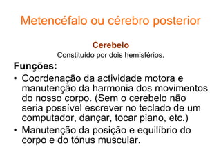 Metencéfalo ou cérebro posterior Cerebelo Constituído por dois hemisférios. Funções: Coordenação da actividade motora e manutenção da harmonia dos movimentos do nosso corpo. (Sem o cerebelo não seria possível escrever no teclado de um computador, dançar, tocar piano, etc.) Manutenção da posição e equilíbrio do corpo e do tónus muscular. 