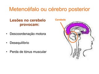 Metencéfalo ou cérebro posterior Lesões no cerebelo provocam: Descoordenação motora Desequilíbrio Perda de tónus muscular Cerebelo 