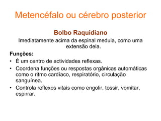Metencéfalo ou cérebro posterior Bolbo Raquidiano Imediatamente acima da espinal medula, como uma extensão dela. Funções: É um centro de actividades reflexas.  Coordena funções ou respostas orgânicas automáticas como o ritmo cardíaco, respiratório, circulação sanguínea. Controla reflexos vitais como engolir, tossir, vomitar, espirrar. 