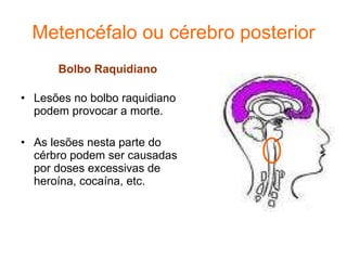 Metencéfalo ou cérebro posterior Bolbo Raquidiano Lesões no bolbo raquidiano podem provocar a morte. As lesões nesta parte do cérbro podem ser causadas por doses excessivas de heroína, cocaína, etc. 