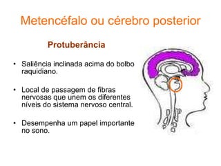 Metencéfalo ou cérebro posterior Protuberância Saliência inclinada acima do bolbo raquidiano. Local de passagem de fibras nervosas que unem os diferentes níveis do sistema nervoso central. Desempenha um papel importante no sono. 