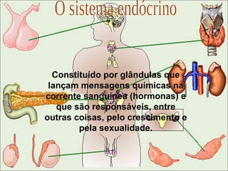 O sistema endócrino Constituído por glândulas que lançam mensagens químicas na corrente sanguínea (hormonas) e que são responsáveis, entre outras coisas, pelo crescimento e pela sexualidade. 
