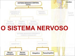 O SISTEMA NERVOSO 