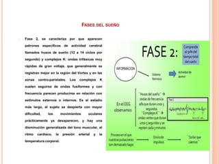 FASES DEL SUEÑO
 Fase 2, se caracteriza por que aparecen
patrones específicos de actividad cerebral
llamados husos de sueño (12 a 14 ciclos por
segundo) y complejos K: ondas trifásicas muy
rápidas de gran voltaje, que generalmente se
registran mejor en la región del Vortex y en las
zonas centro-parietales. Los complejos K
suelen seguirse de ondas fusiformes y con
frecuencia parecen producirse en relación con
estímulos externos o internos. Es el estadio
más largo, el sujeto se despierta con mayor
dificultad, los movimientos oculares
prácticamente ya desaparecen, y hay una
disminución generalizada del tono muscular, el
ritmo cardiaco, la presión arterial y la
temperatura corporal.
 